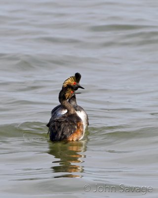 Eared Grebe courtship