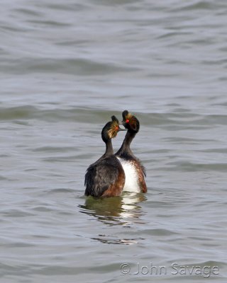 Eared Grebe courtship