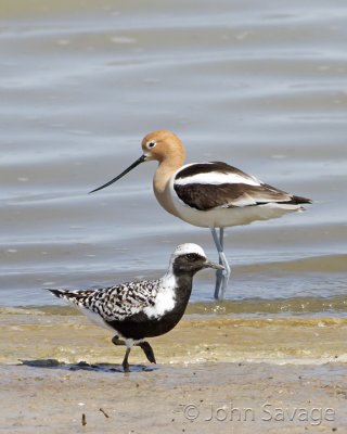 Black-bellied Plover and American Avocet