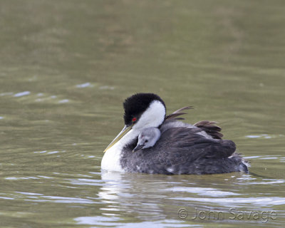 Western Grebe with baby