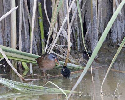 Virginia Rail