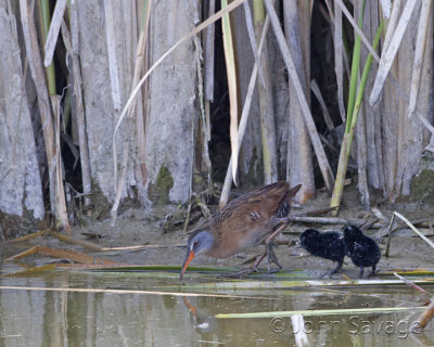 Virginia Rail with chicks