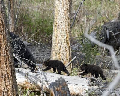 Black bear cubs