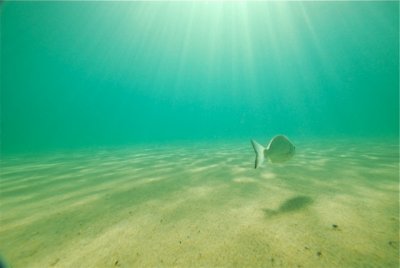 surf bream