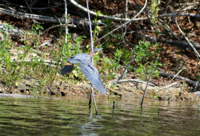 Green Heron