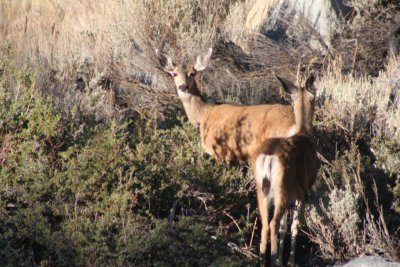 Mule Deer on a mountainside