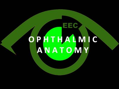 Ophthalmic Anatomy