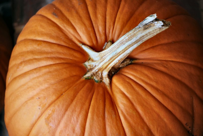 Fall