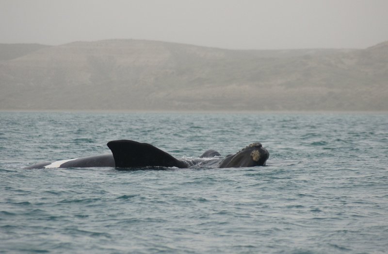 southern whale