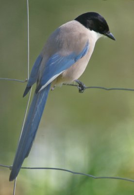 blue magpie