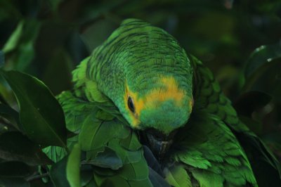 blue fronted parrot