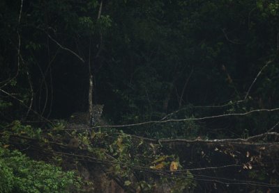 jaguar, mother and cub