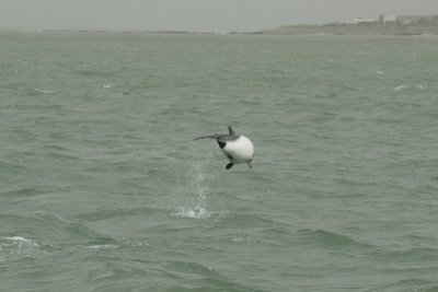 commerson's dolphin