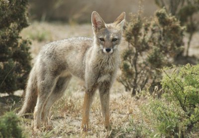 patagonian fox