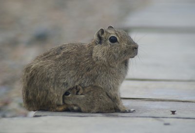 rock cavy