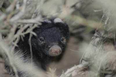 hog nosed skunk