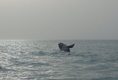 southern whale