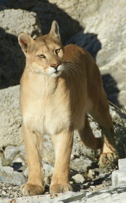 PUMA