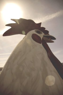 Rooster King