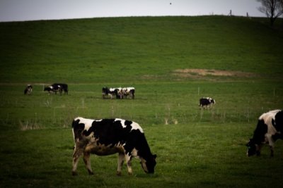 Bu-cow-lic