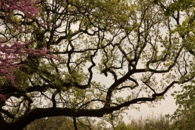 Spring branch