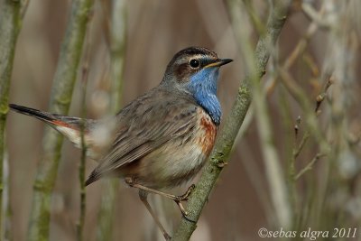 Bluethroat - Blauwborst - Luscinia svecica cyanecula