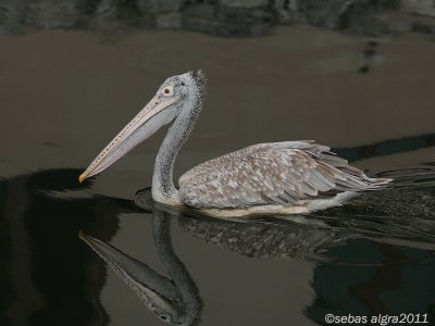 Spot- billed Pelican-Grijze Pelikaan-Pelecanus philippensisboled 