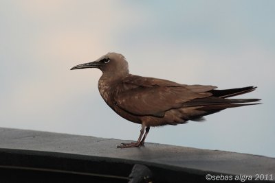 Brown  Noddy-Noddy-Anous stolidus