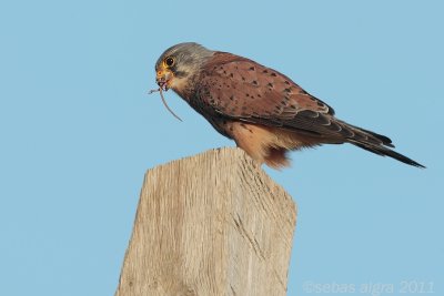 Common Kestrel - Torenvalk - Falco tinnunculus