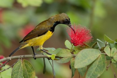 Olive-backed Sunbird-Staalborsthoningzuiger-Cinnyris jugularis