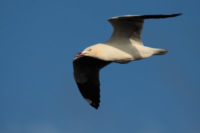Silver Gull-Witkopmeeuw-Chroicocephalus novaehollandiae