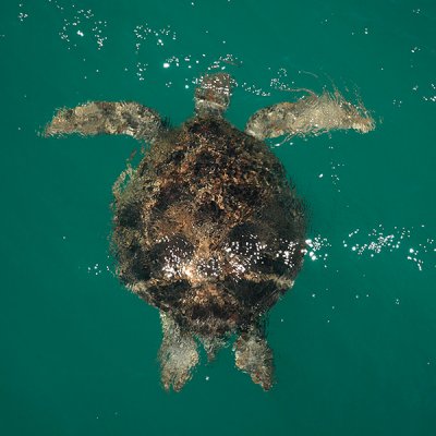 Green Turtle-Groene Zeeschildpad