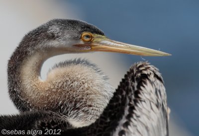 Australian Darter-Australische slangenhalsvogel-Anhinga novaehollandiae