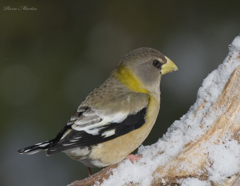 gros bec errant - evening grosbeak