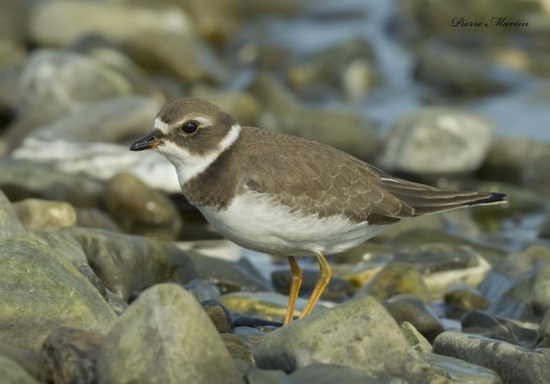 pluvier semi palm - semipalmated plover