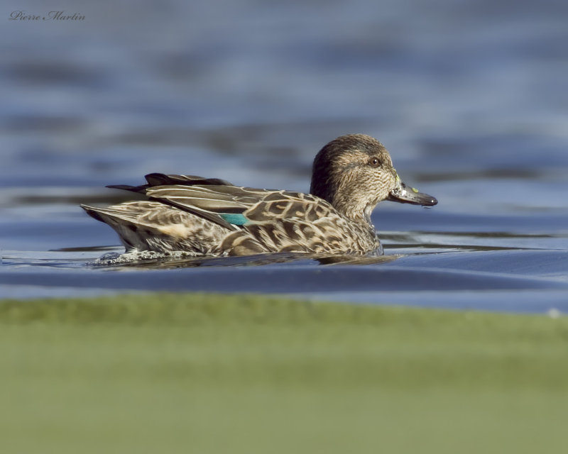 sarcelle dhiver green winged teal