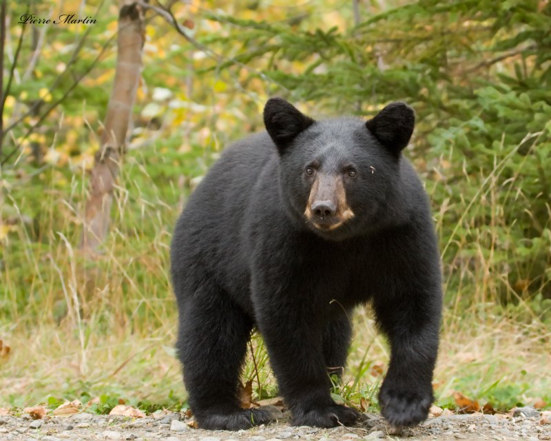 ours noir - black bear