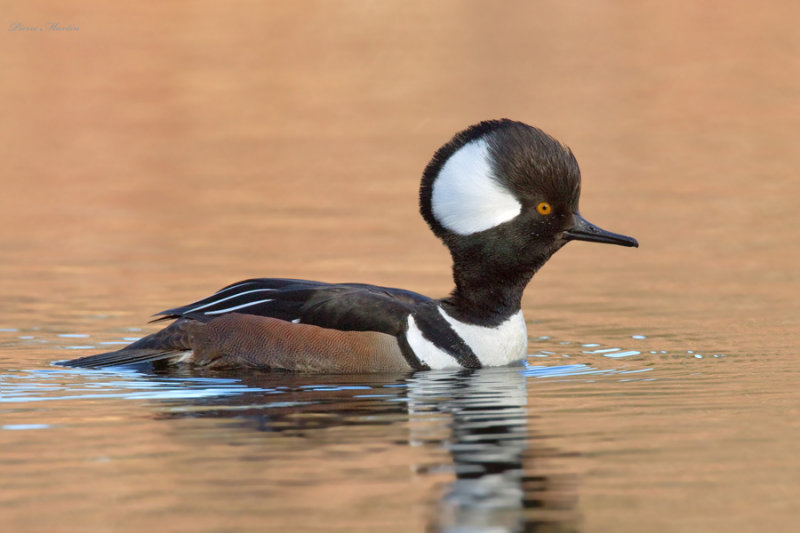 harle couronn - hooded merganser