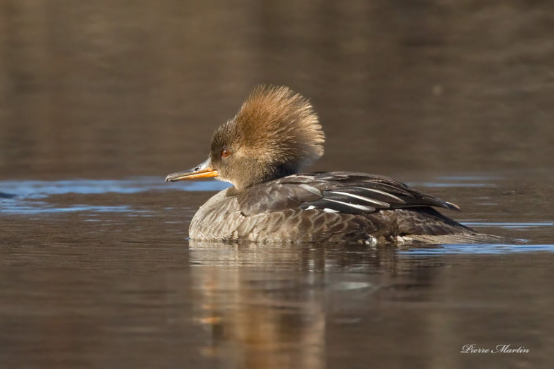 harle couronn - hooded merganser