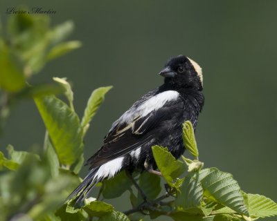 goglu des prs  - bobolink