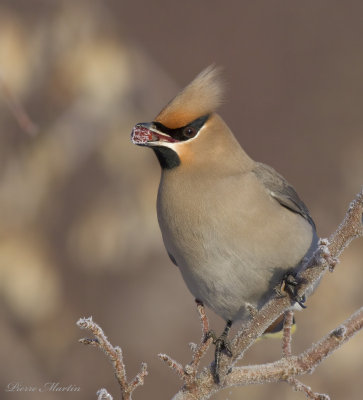 jaseur boral - bohemian waxwing