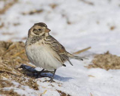 plectrophane lapon (bruant) - lapland longspur