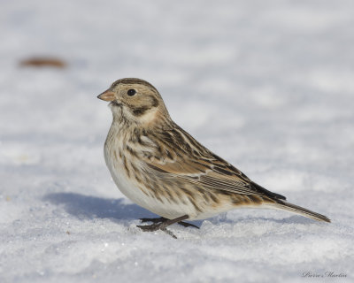 plectrophane lapon (bruant) - lapland longspur