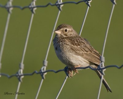 bruant vespral - vesper sparrow