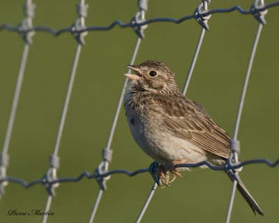 bruant vespral - vesper sparrow