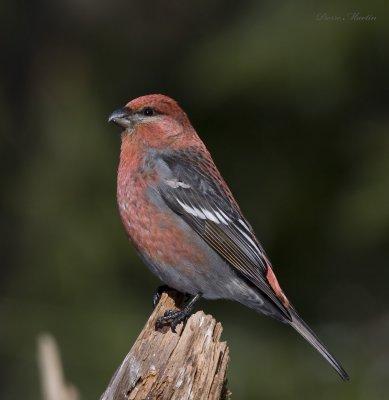 durbec des sapins - pine grosbeak