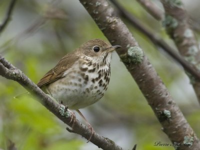 grive solitaire - hermit thrush