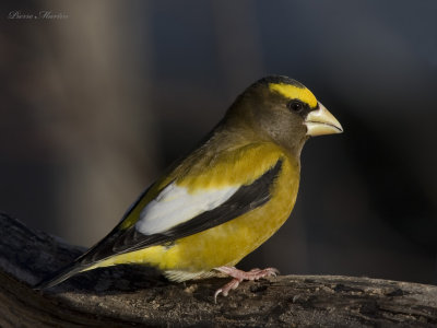 gros bec errant - evening grosbeak