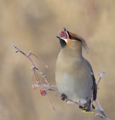 jaseur boral - bohemian waxwing