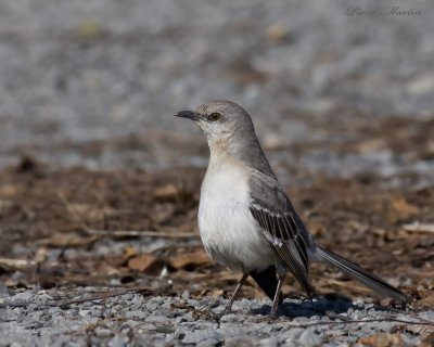 moqueur polyglotte - northern mockingbird